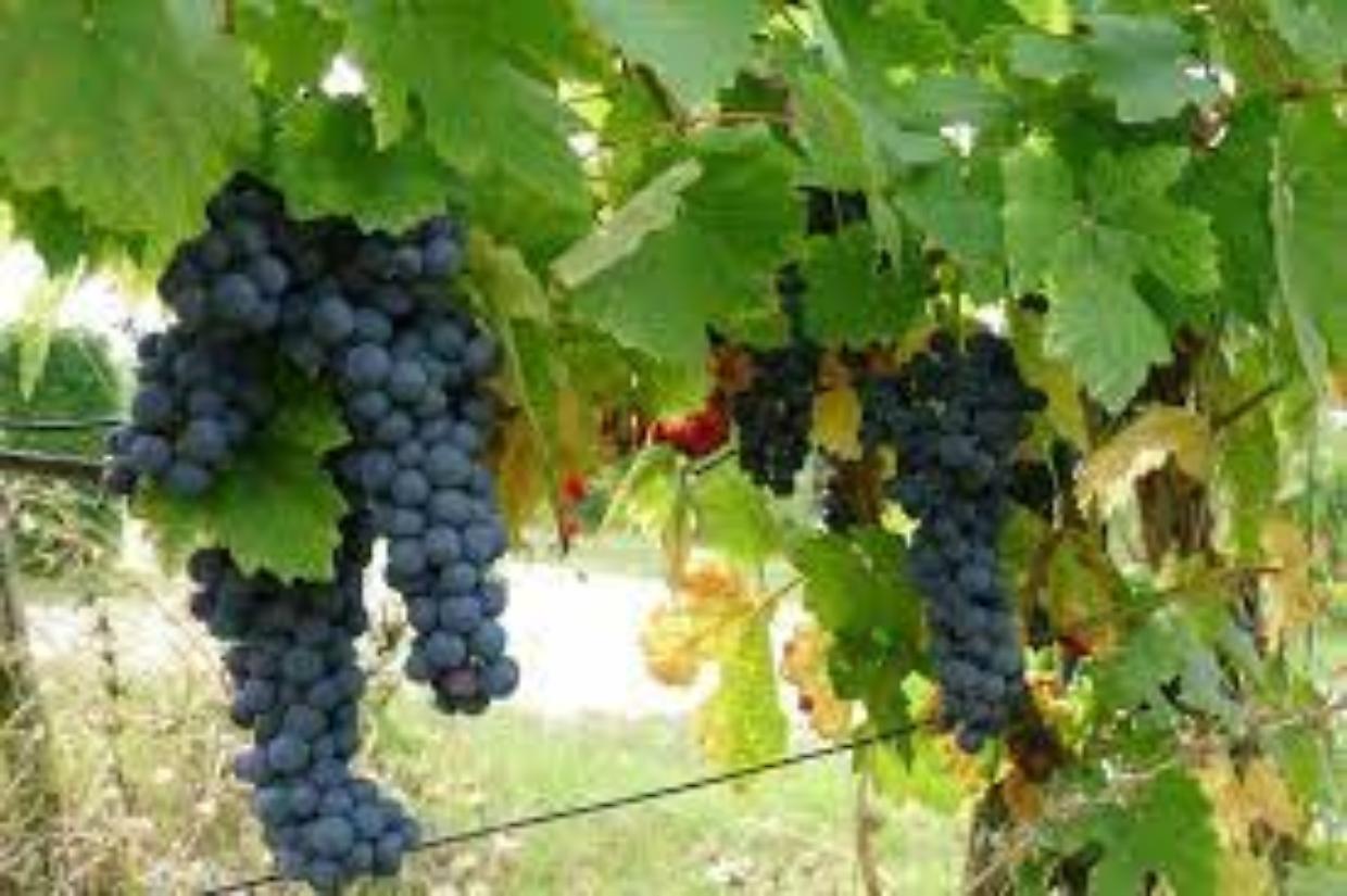Il vino che era simbolo di ricchezza, se gli uccelli non si mangiavano tutta l'uva