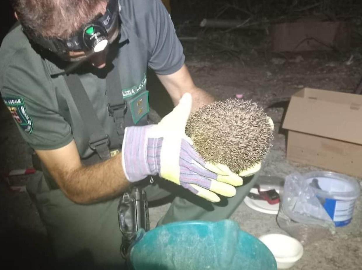 Al via la cattura dei ricci con gabbie e termoscanner: «Il Comune deve darci più tempo per salvare tutti gli animali»