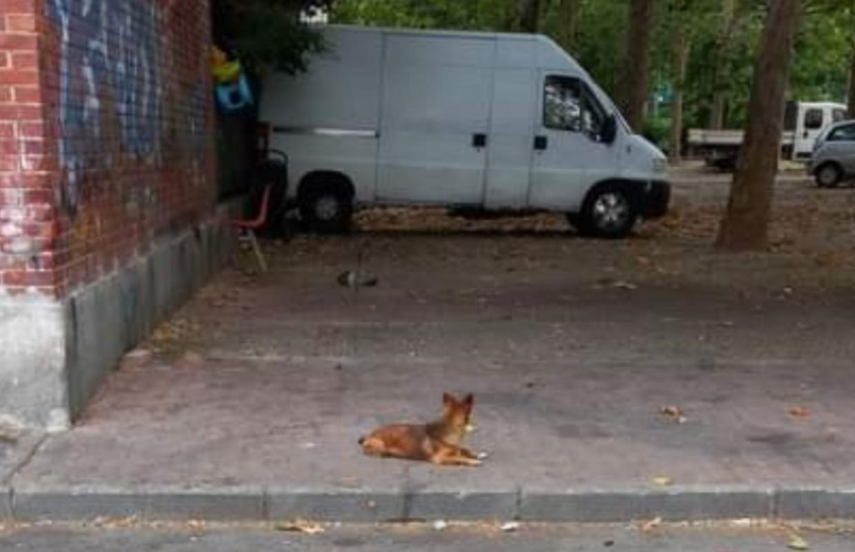 Cane abbandonato dai rom in vacanza: «Ce ne prendiamo cura noi residenti»