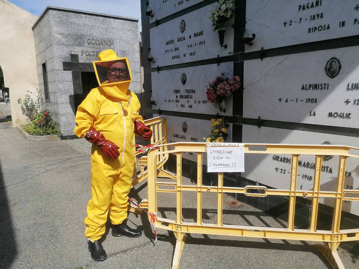 Torino infestata dai “calabroni killer” «Nascosti  in riva al  Po e nei cimiteri»