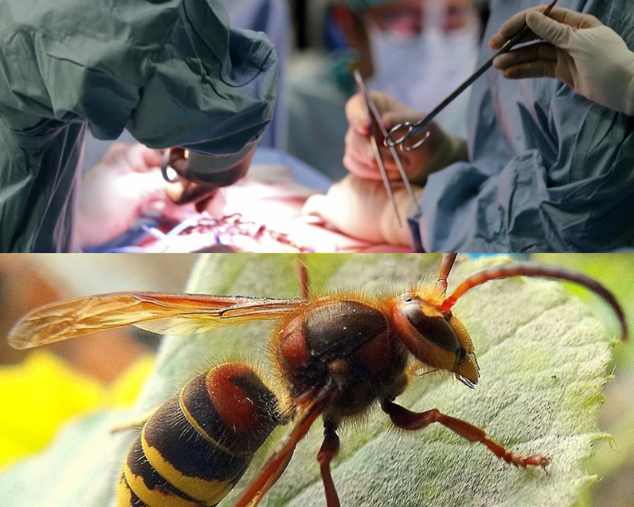 Gli organi del bimbo ucciso dal calabrone salvano cinque vite