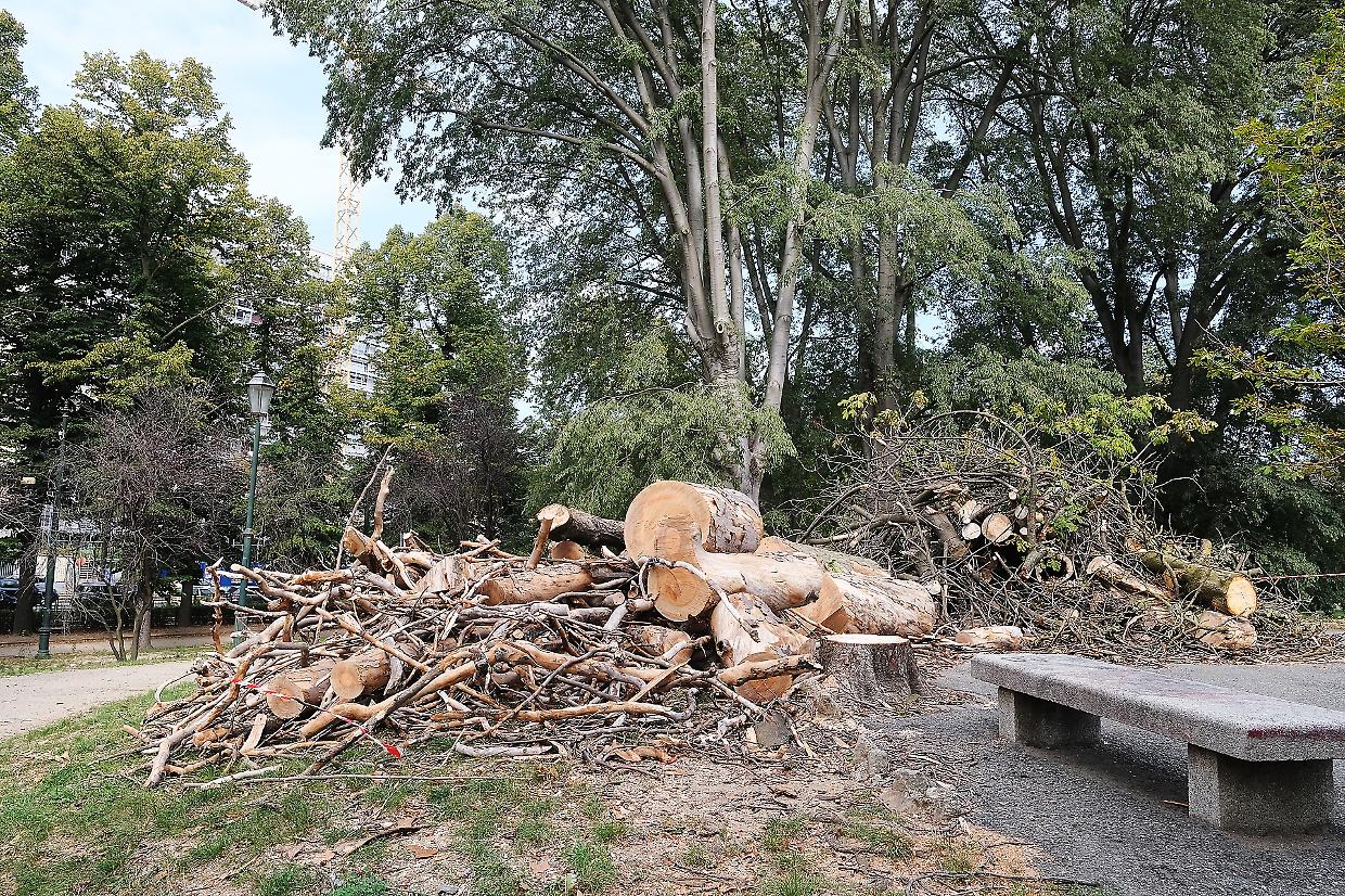 Strage di alberi al Valentino: abbattute le piante uccise dal caldo (video)