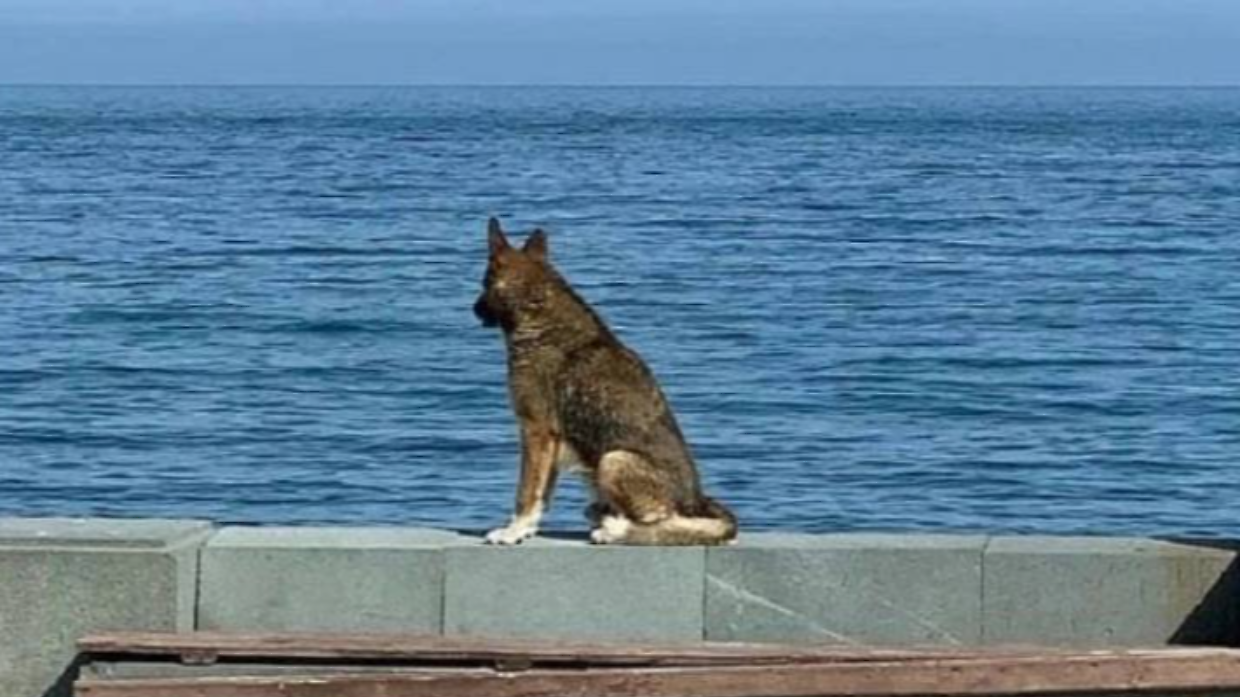 Il cane Mukhtar