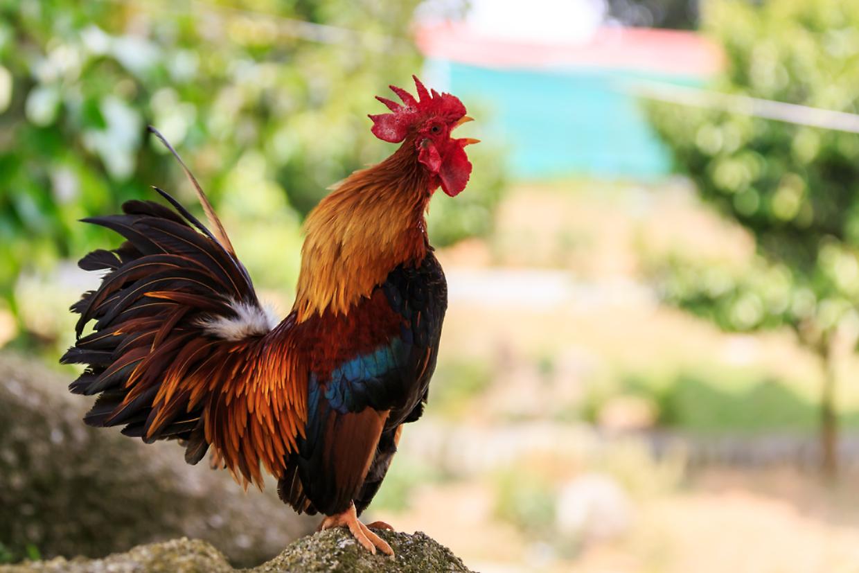 Il gallo canterino ha svegliato un intero quartiere