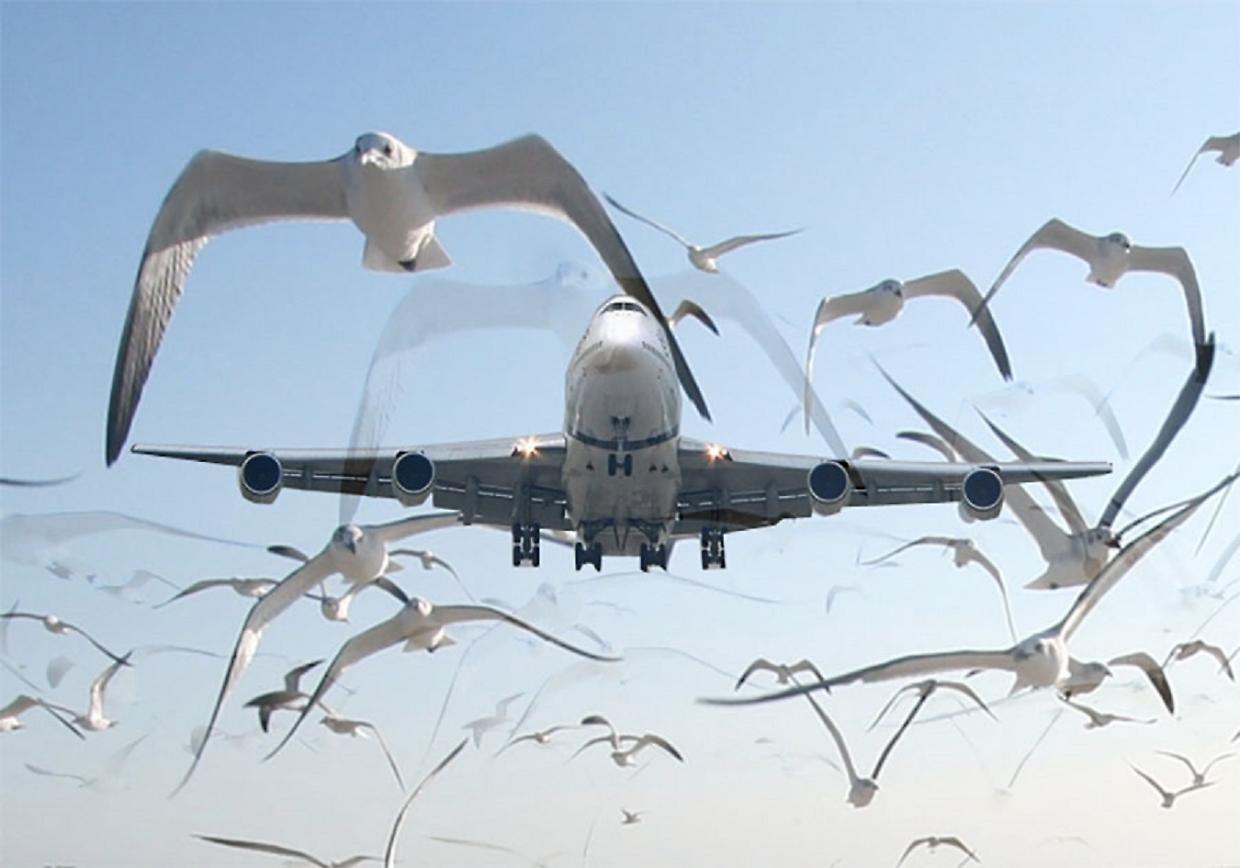Bird strike
