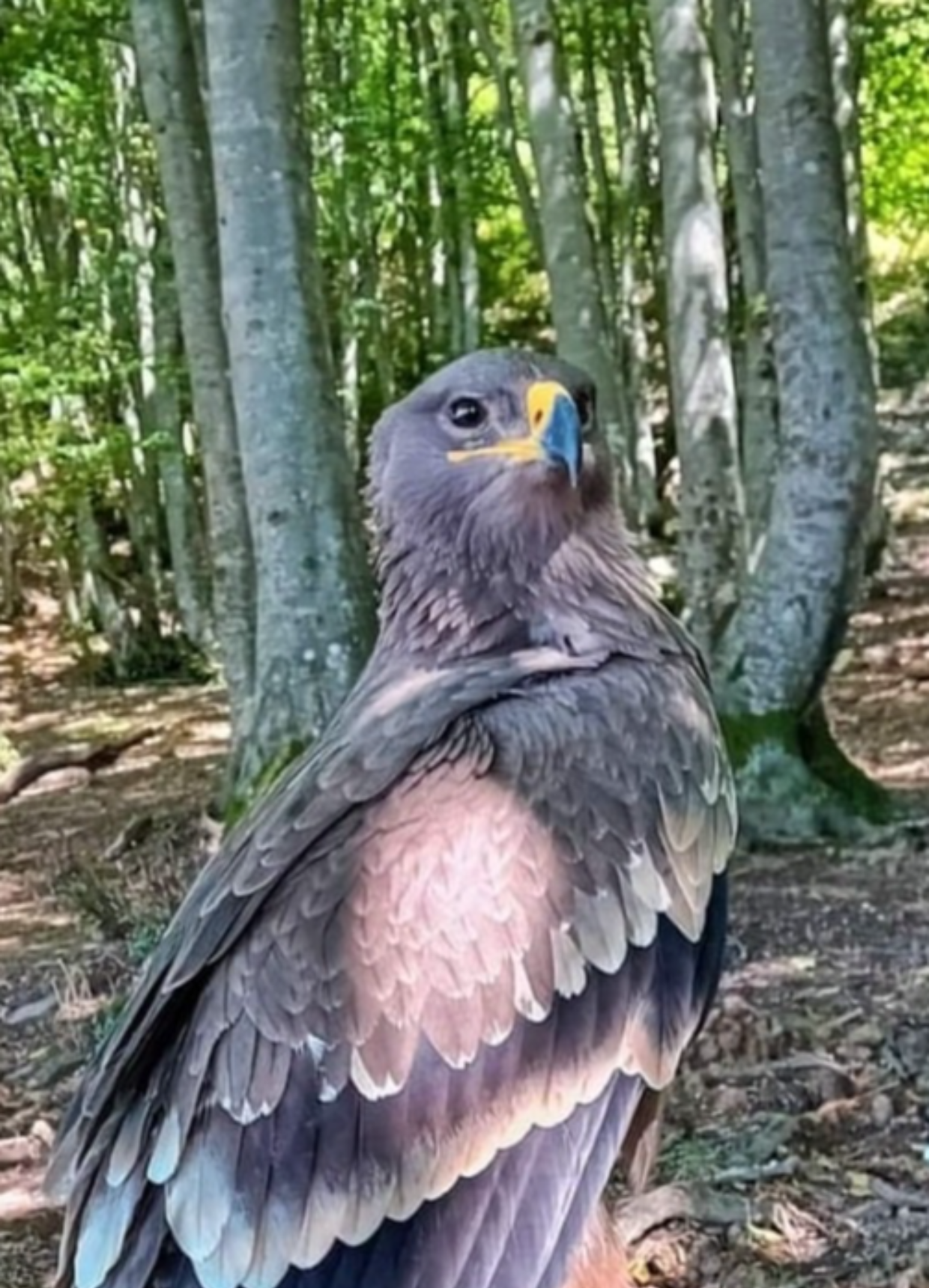 L'aquila delle steppe scomparsa