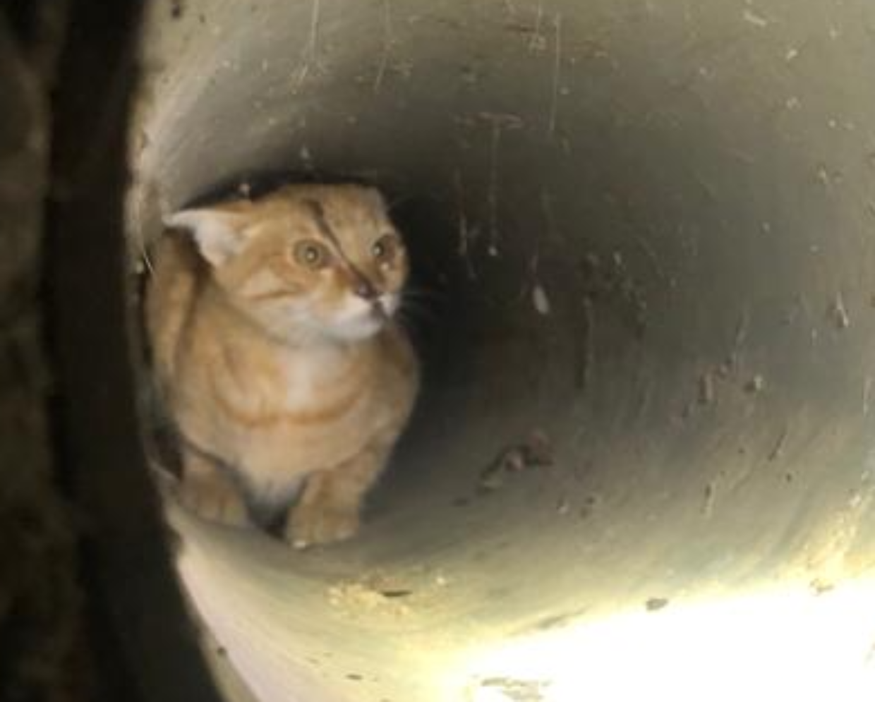 gatto tombino