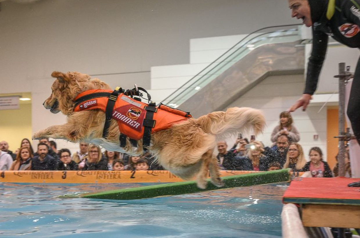 Aquadog