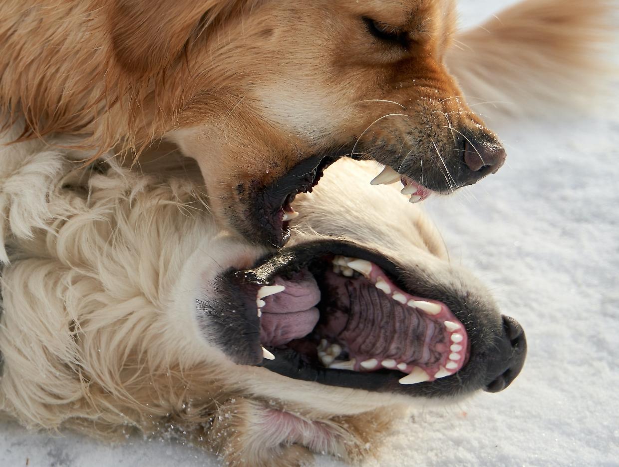 Organizzavano combattimenti fra cani ma la faranno franca