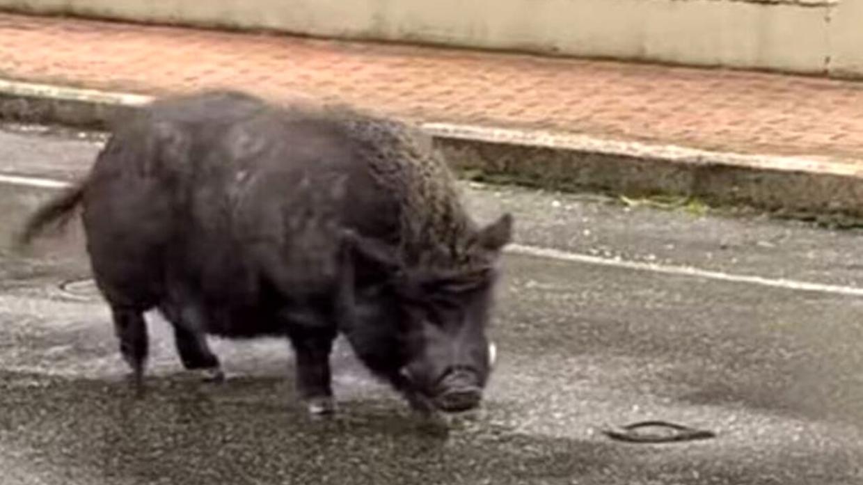Il maialino vietnamita Bobo
