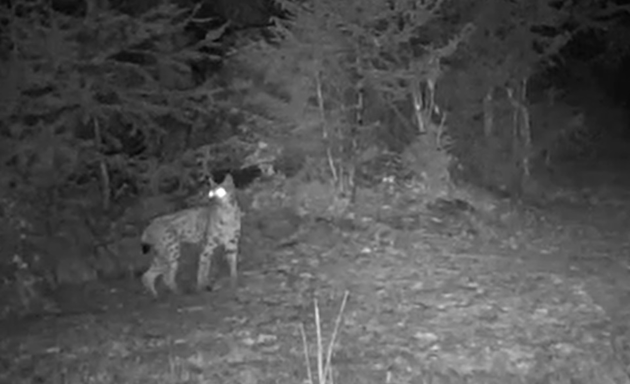 Gran Paradiso, avvistata una lince dopo più di un secolo