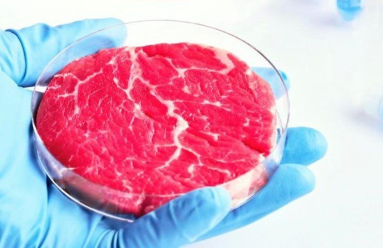 Carne sintetica: il divieto italiano che divide