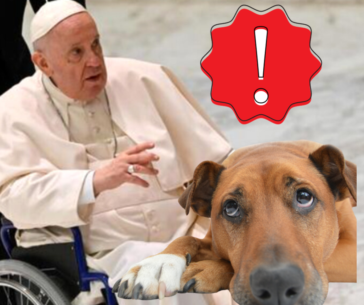 Perché Papa Francesco ce l'ha con cani e gatti? La Bibbia dice...