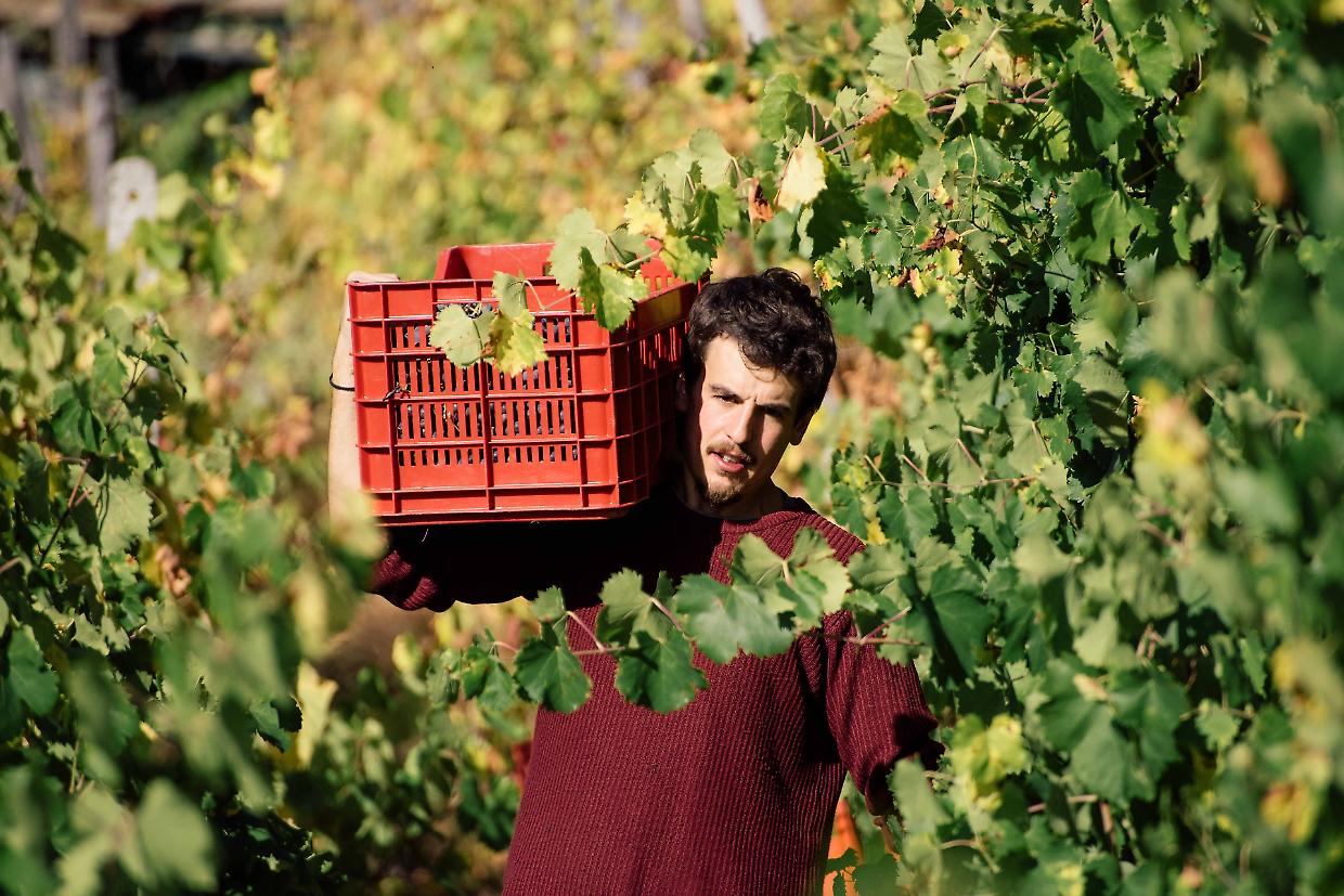 ciardossin vigneti