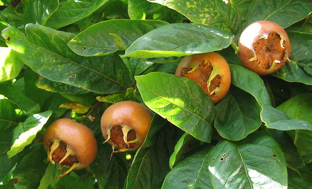 Farigliano in festa: torna la fiera dei Puciu e di San Nicolao