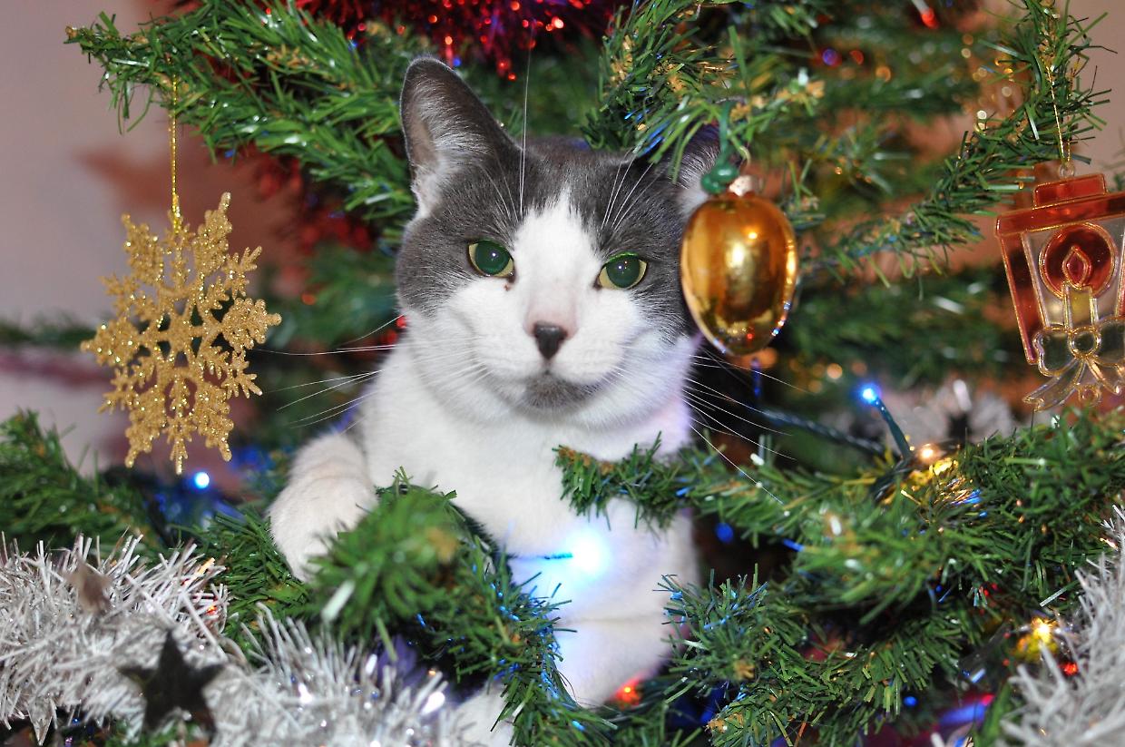 I gatti amano molto giocare con l'albero di Natale