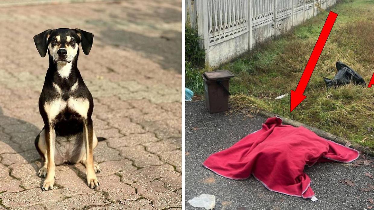 A sinistra, la cagnolina Abby. A destra, il suo ritrovamento