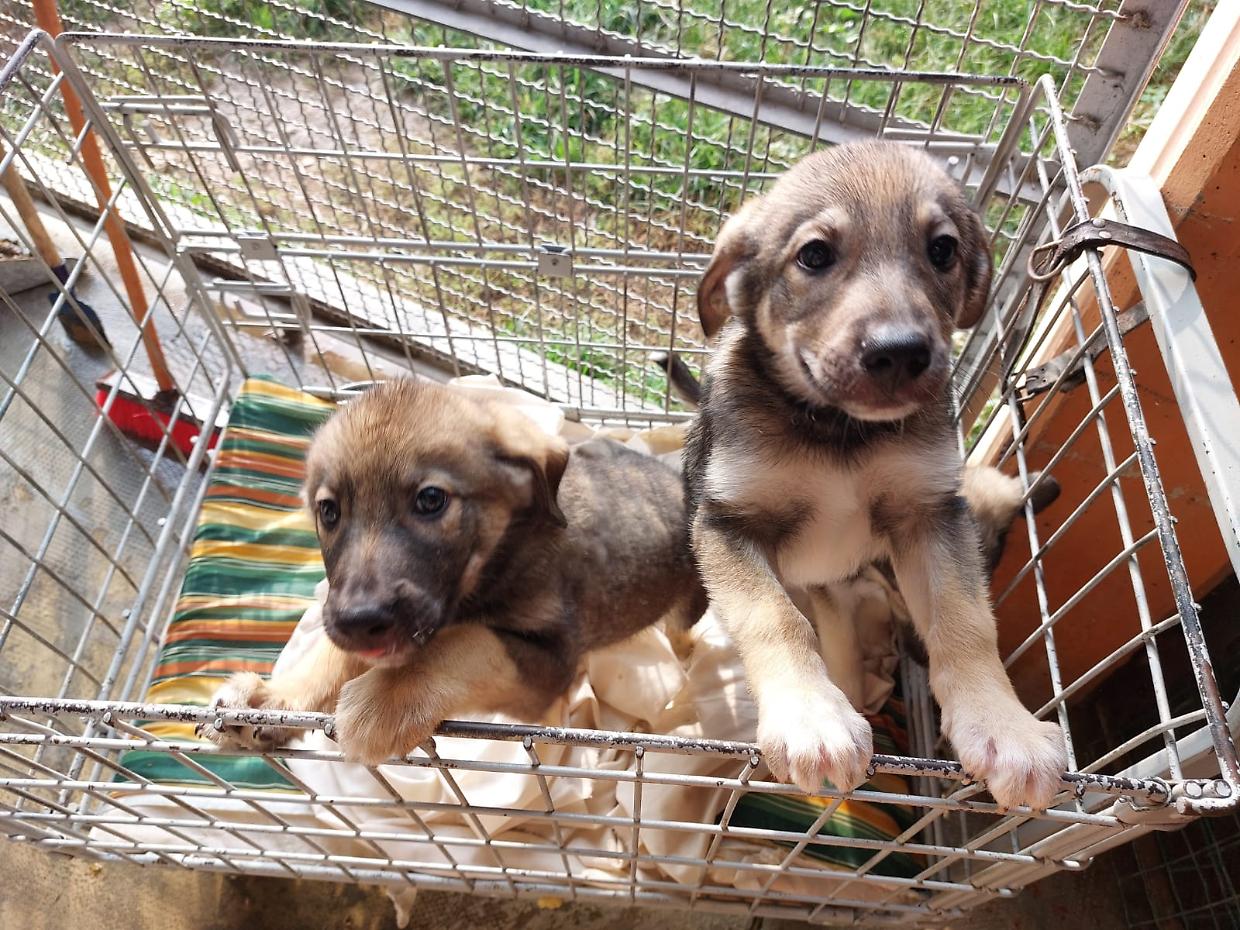 Cinquanta cani maltrattati: i vigili li sequestrano ma li lasciano lì