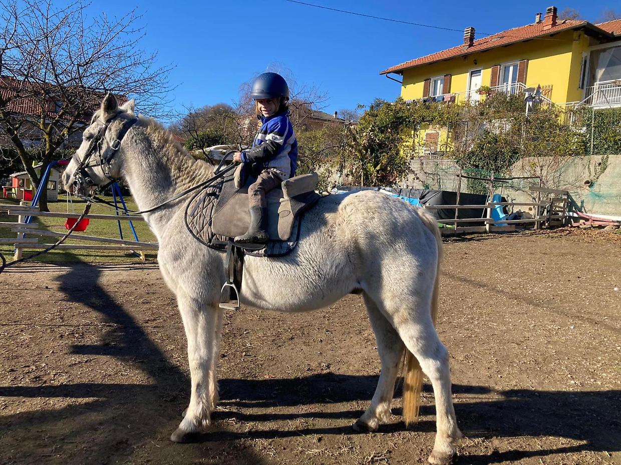 Addio Tornado, il cavallo morto a causa dei botti di Capodanno