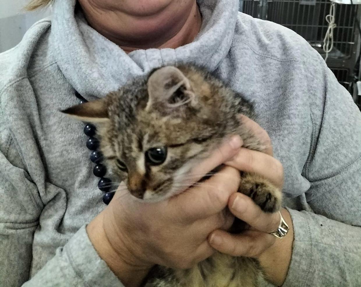 gatto
