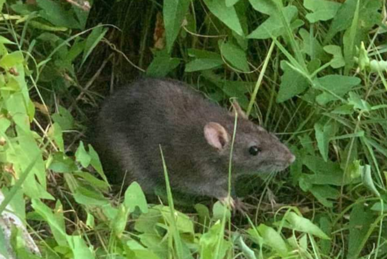 Ivrea, giardini assediati dai topi: dal gruppo Facebook l&rsquo;ennesimo grido d&rsquo;allarme