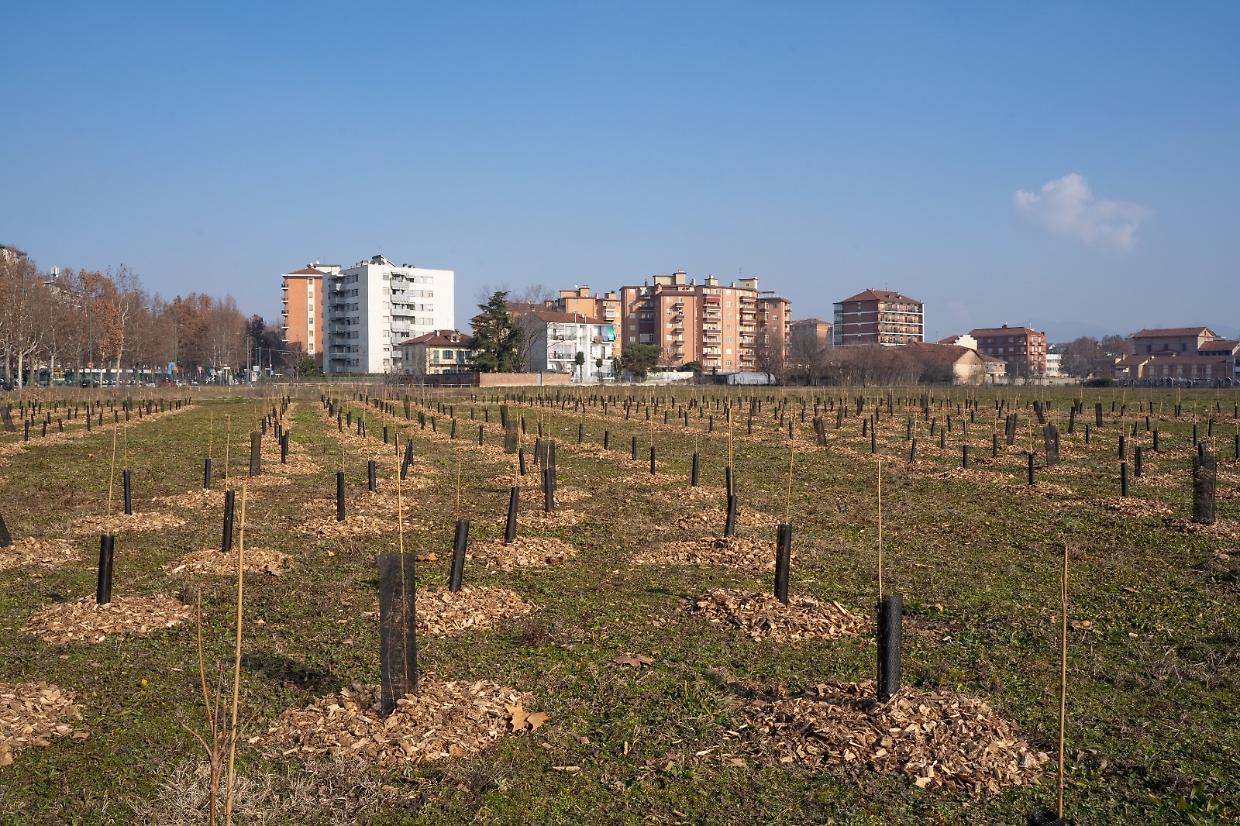 alberi sempione
