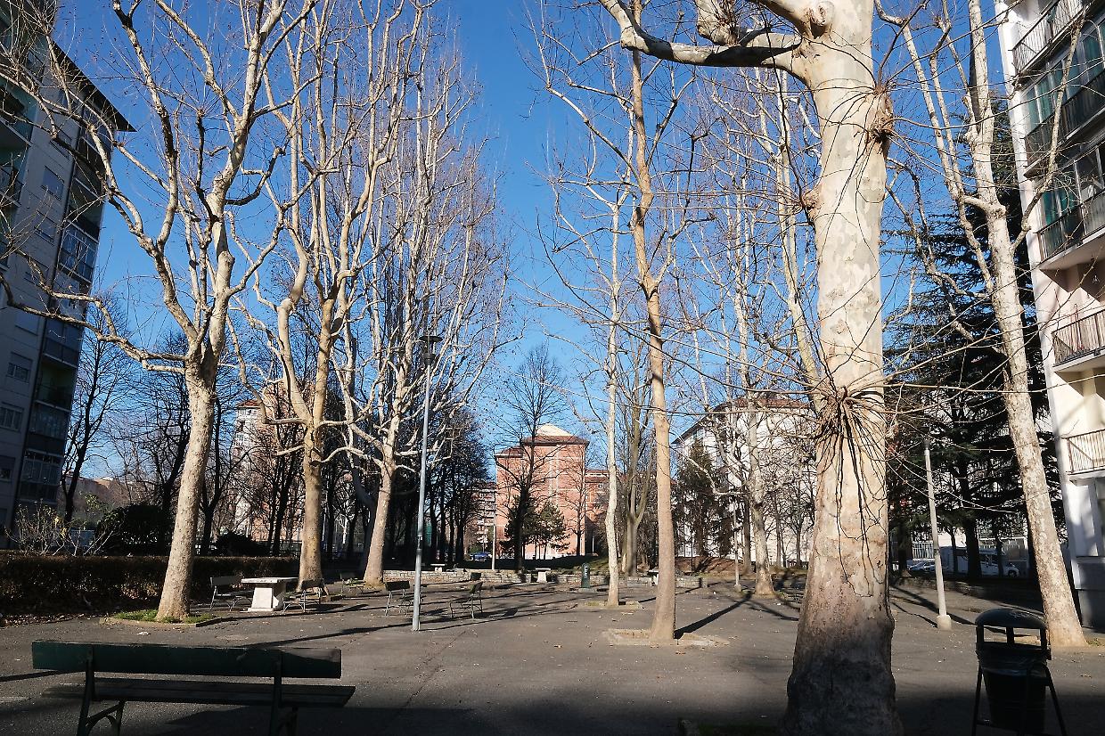 Le alberate di via Capuana