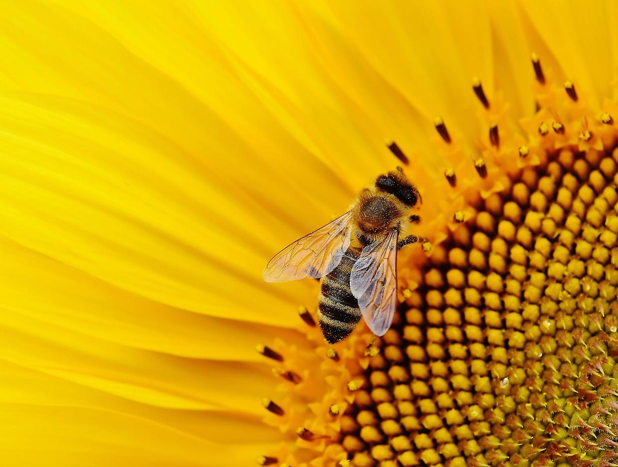 Dalla natura all'alveare: una serata esclusiva con l'apicoltore del Laghetto delle Api