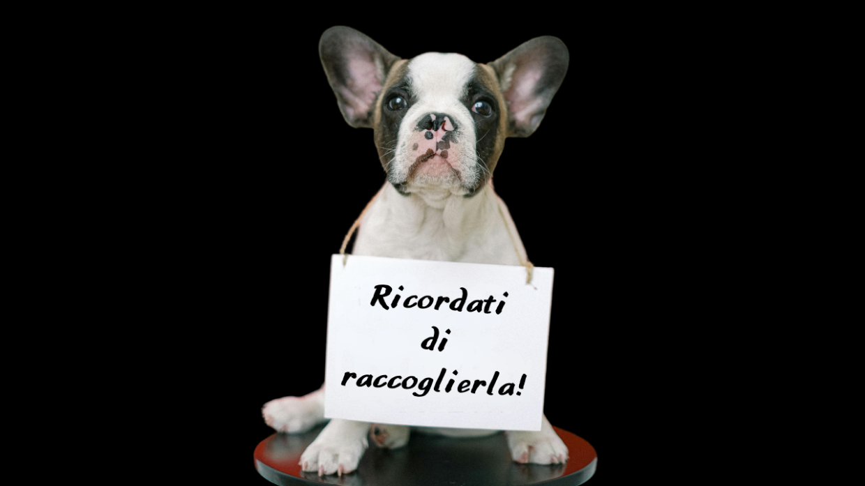 multe deiezioni cane