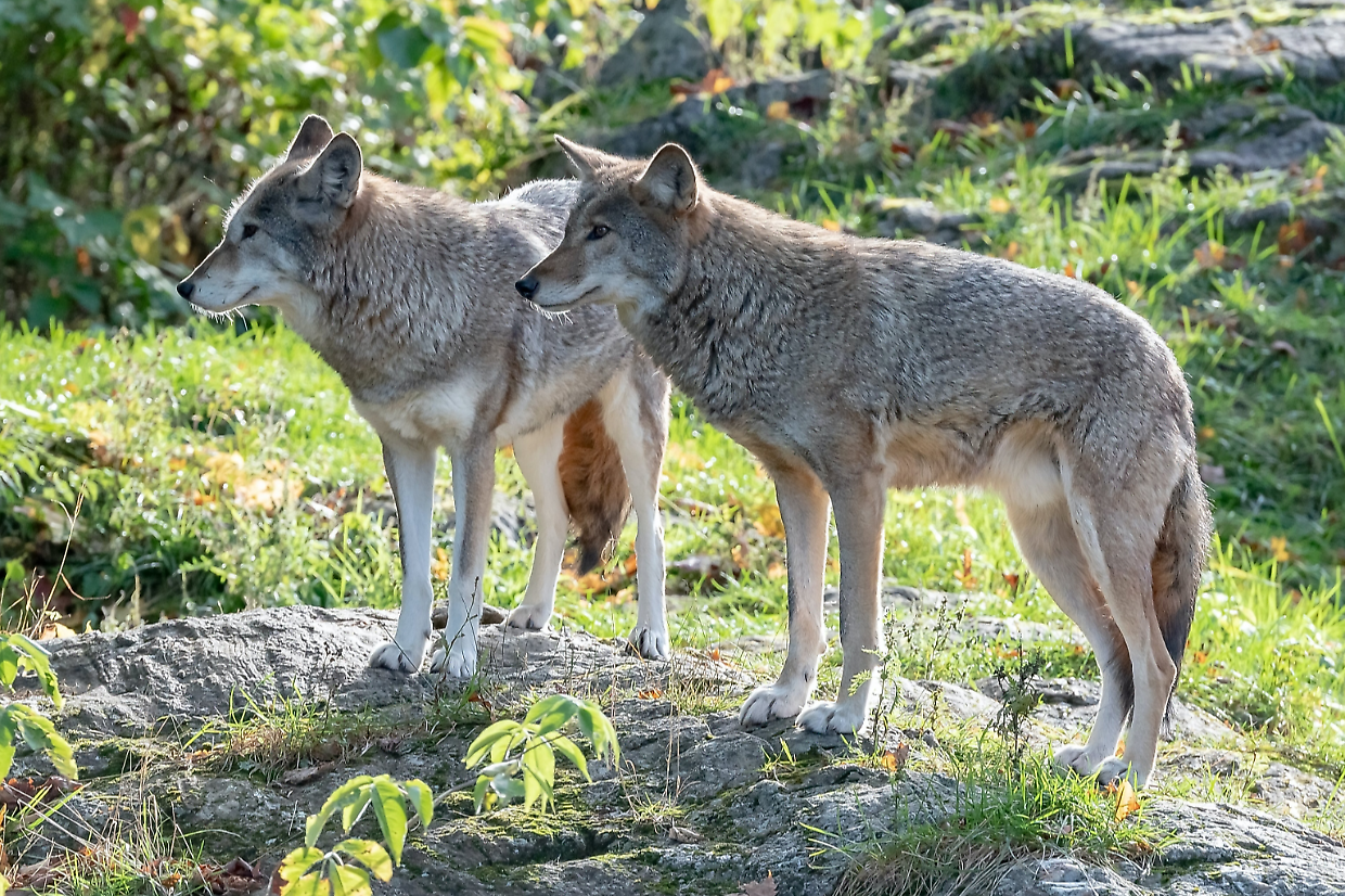 Lupi in azione in Valchiusella: sei pecore sbranate tra Val di Chy e il lago di Alice Superiore