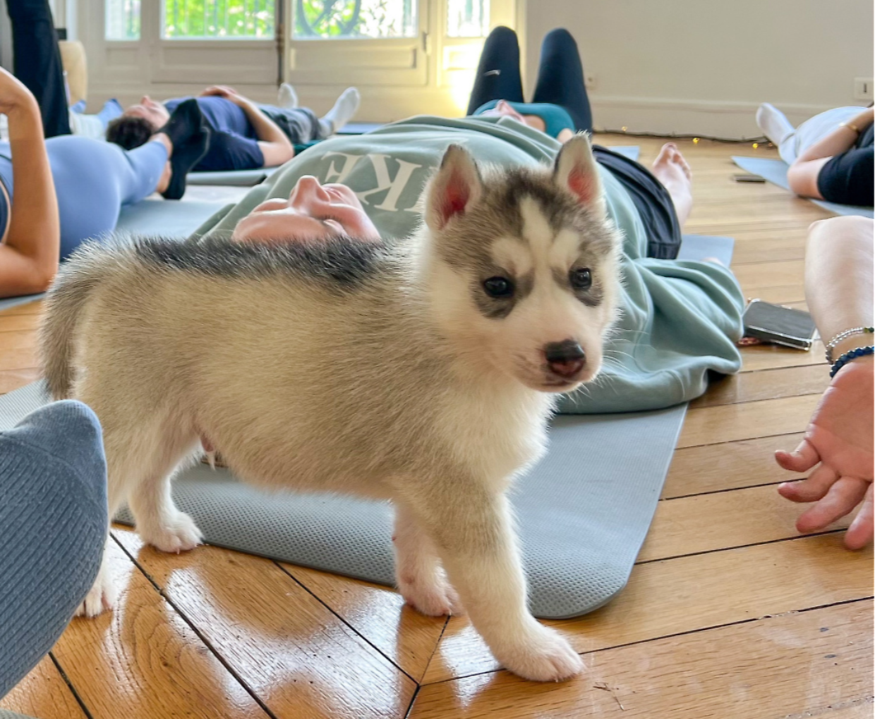 Una sessione di Puppy Yoga