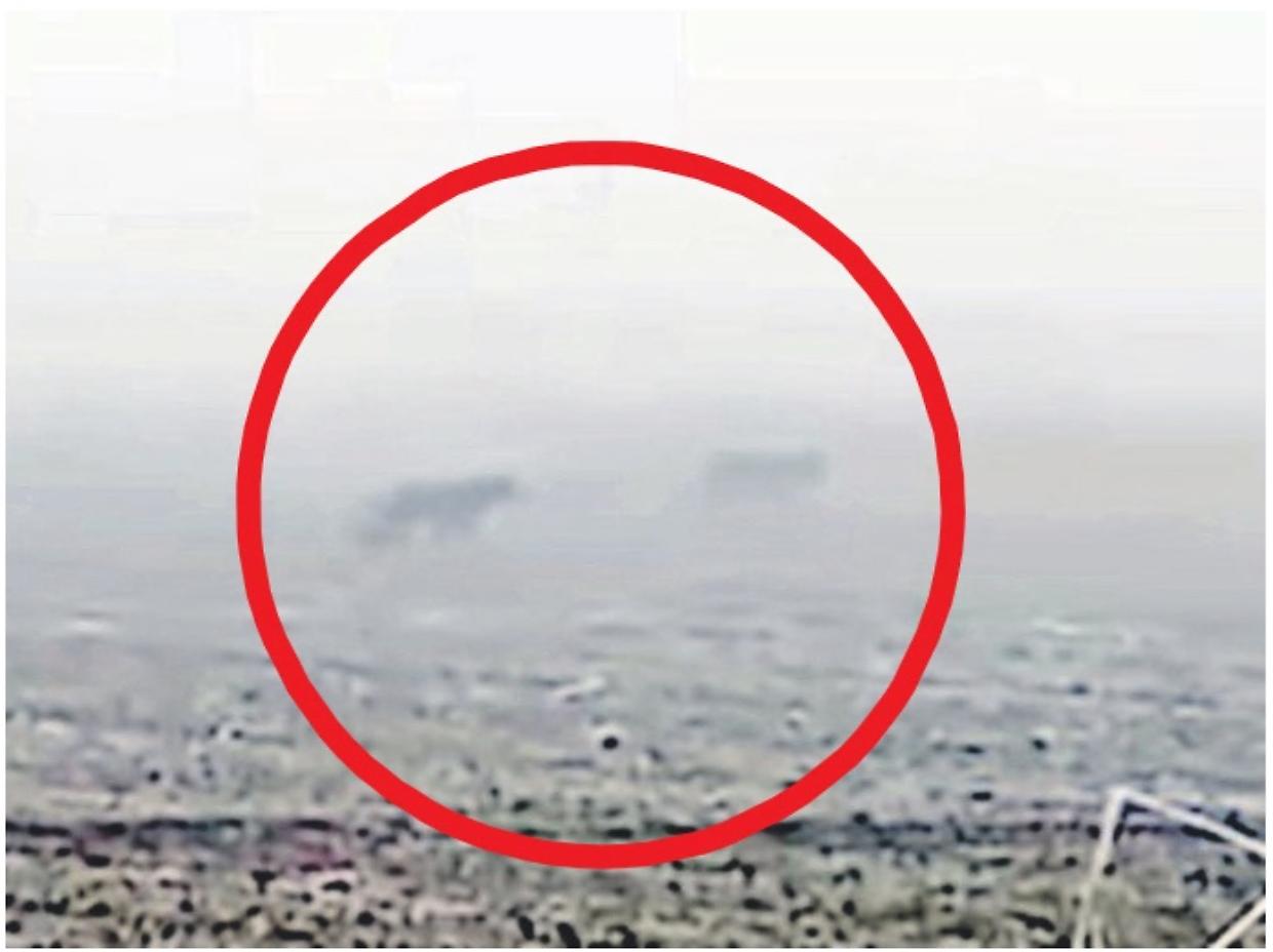 Lupi fotografati tra la nebbia