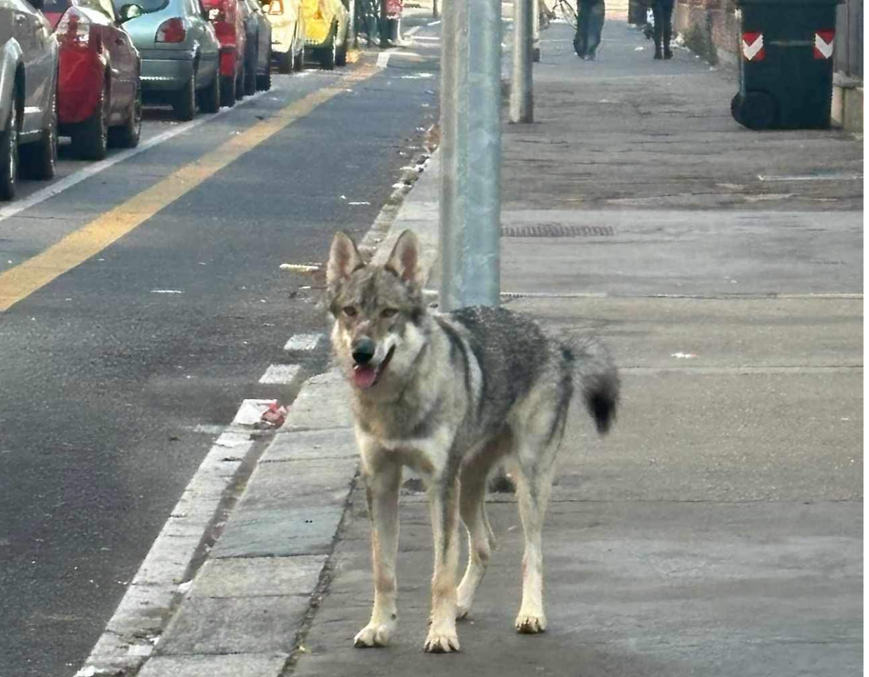 Zagor, il cane lupo cecoslovacco