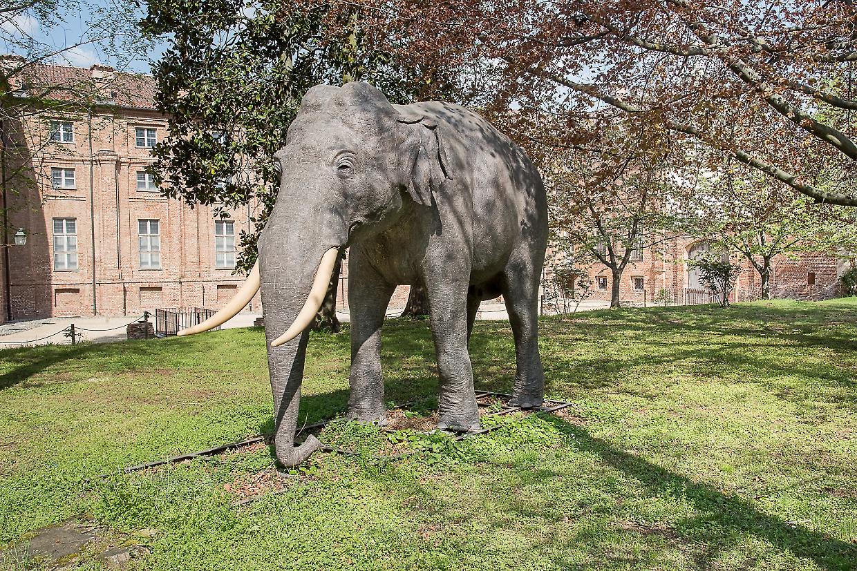 L'elefante Fritz torna a Stupinigi