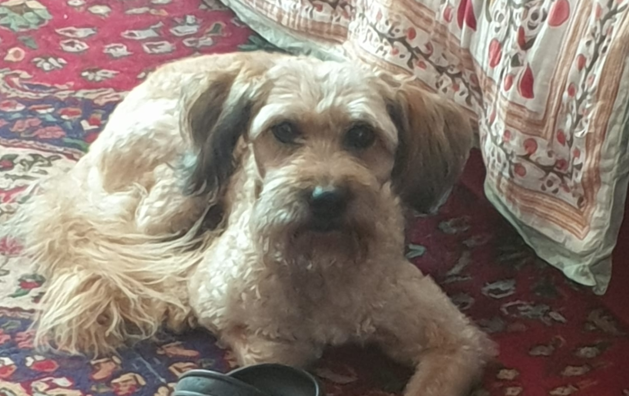Ruchè