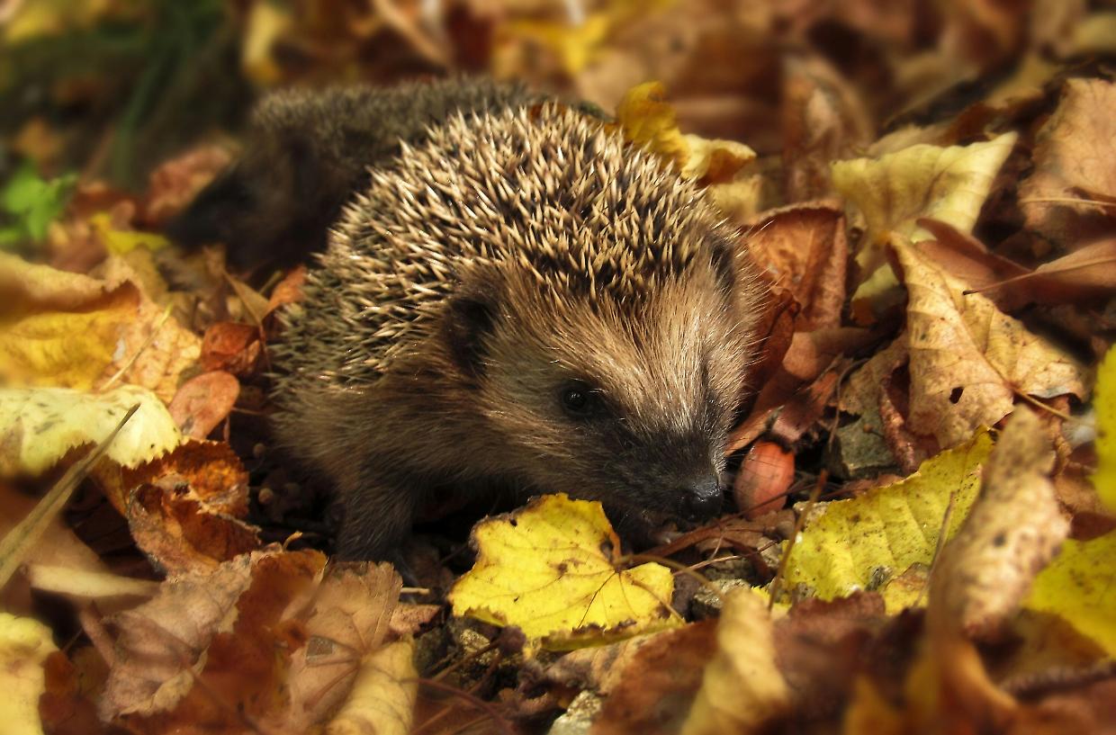 Dalla tavola alla natura: un weekend per cambiare le sorti dei ricci