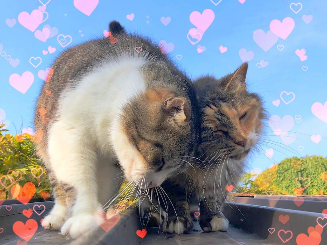 Un febbraio a quattro zampe: eventi Imperdibili per amanti dei gatti.