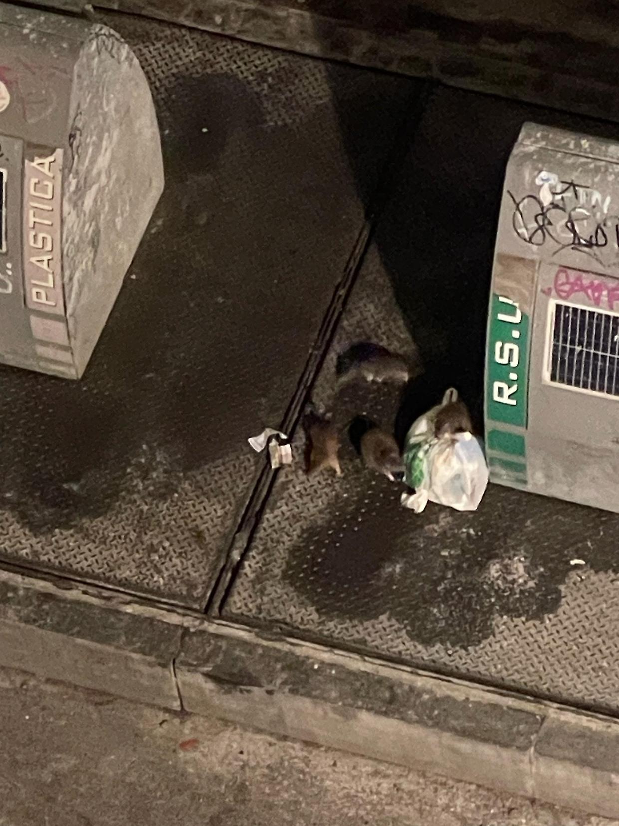 Emergenza topi a Torino: il grido d'allarme di via Montanaro