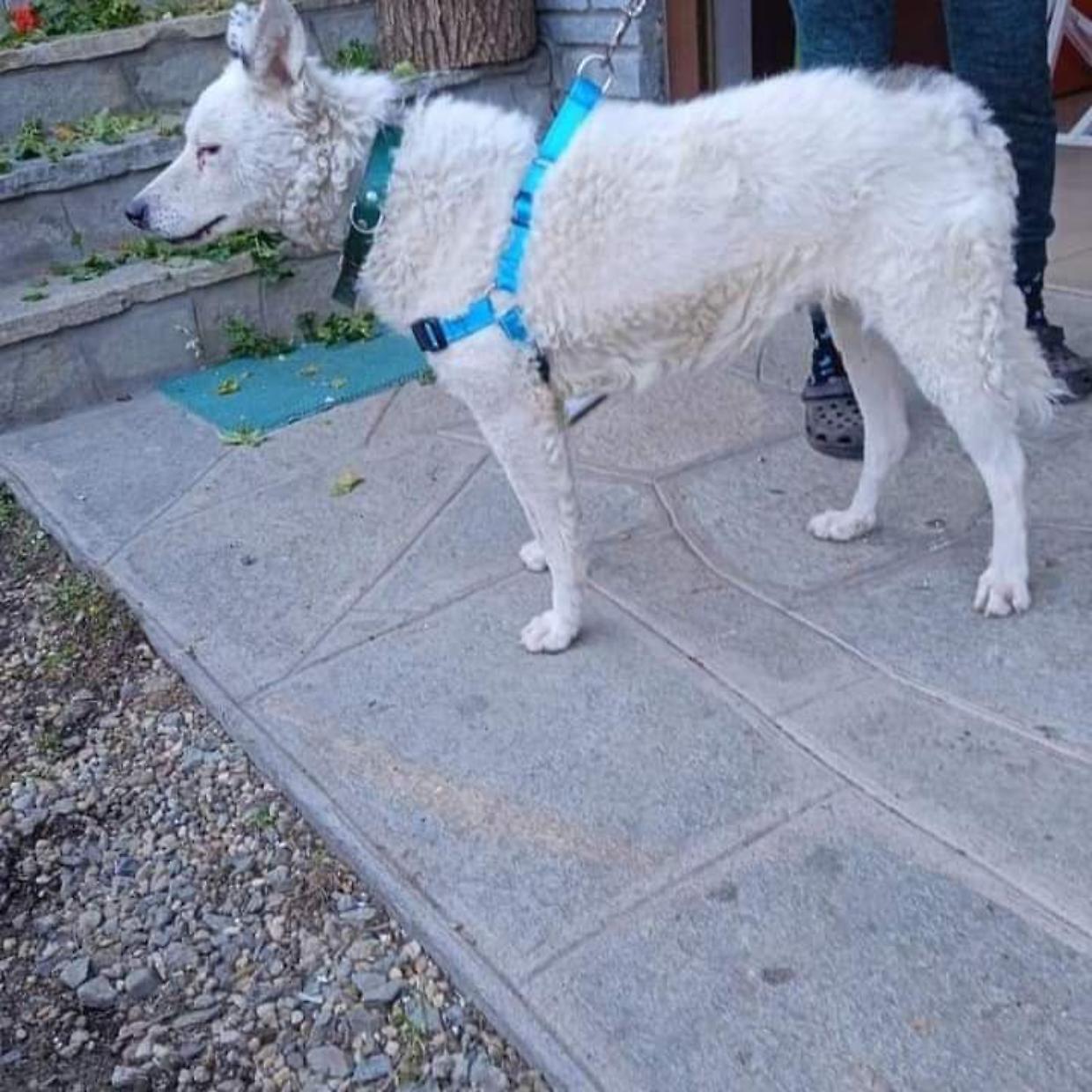 Zara, la cagnolina smarrita