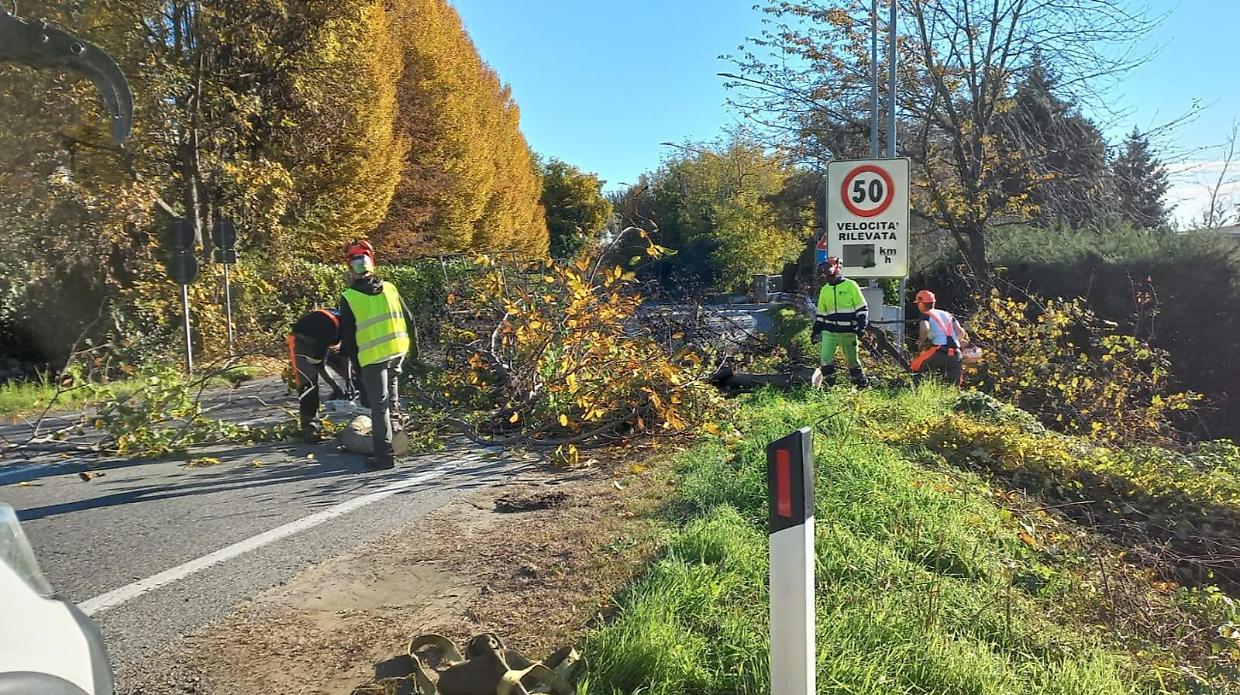 Abbattimento alberi pericolosi