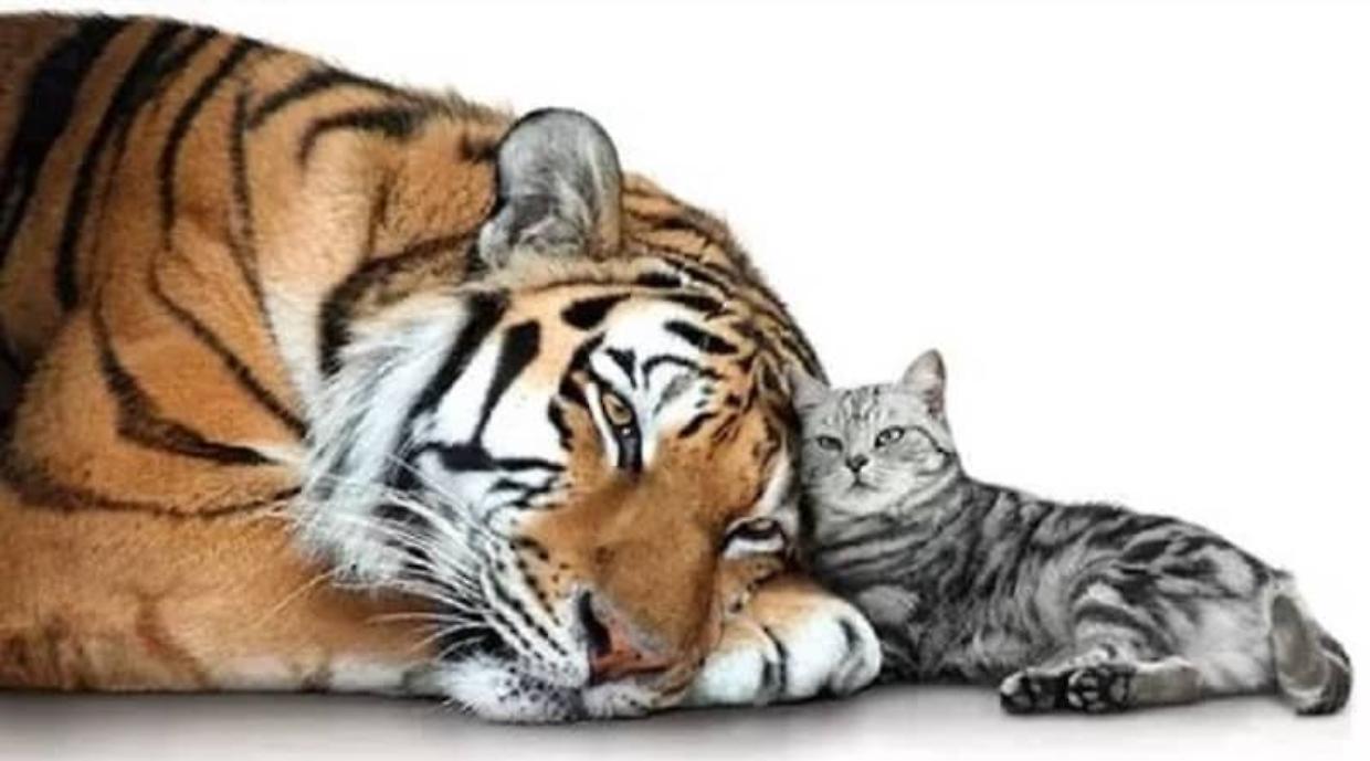 Gatti e tigri hanno un patrimonio genetico in comune