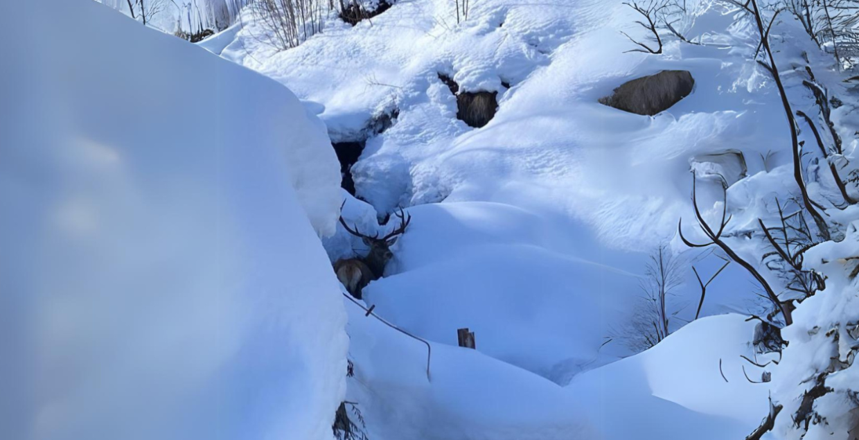 cervo neve