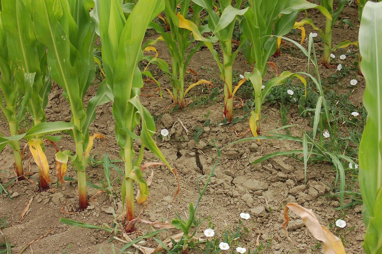 Agricoltura crisi globale? 