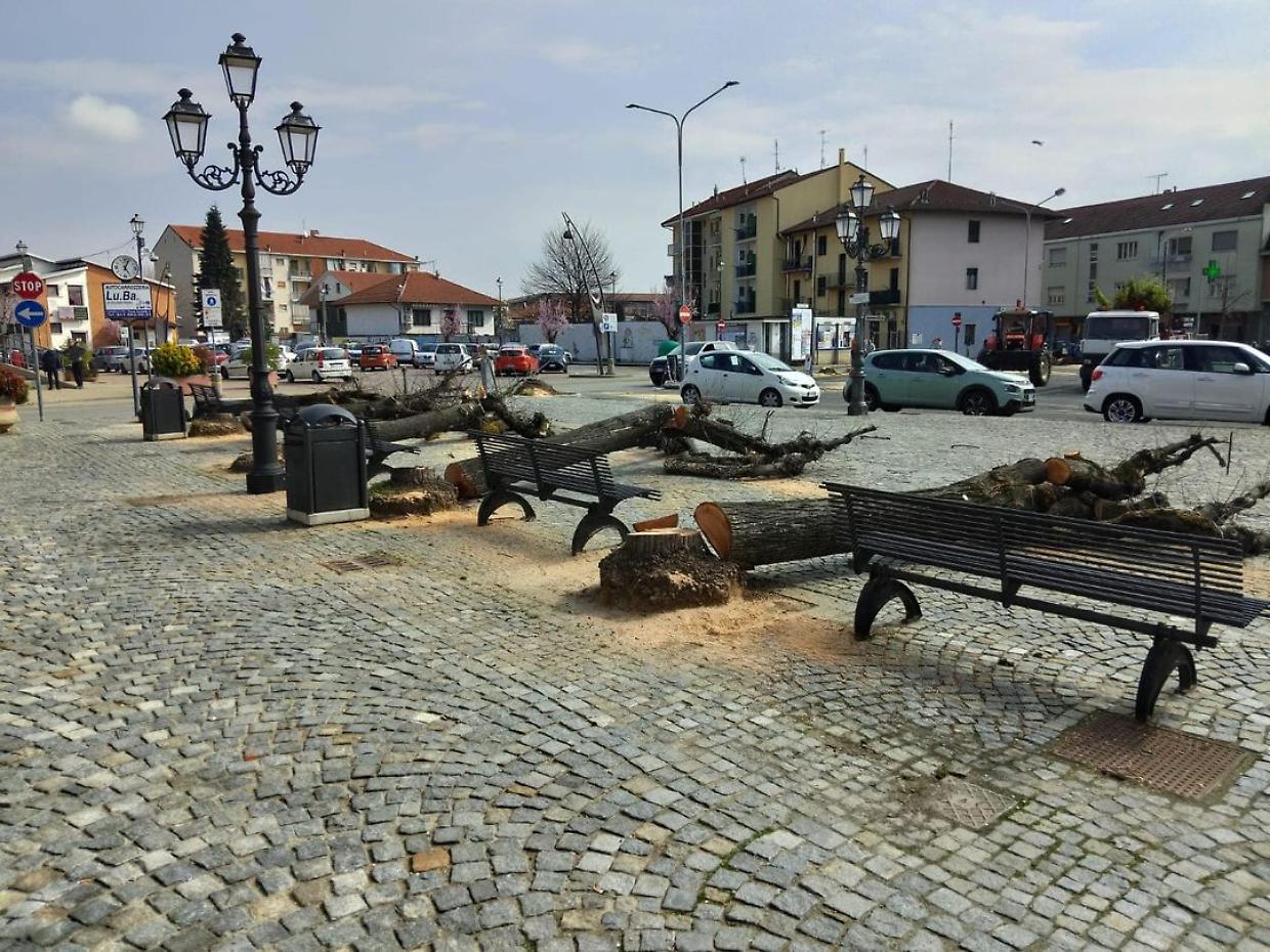 candiolo alberi