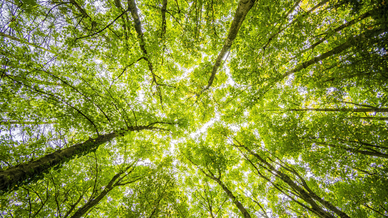 Piemonte punta sul verde: 1,4 milioni per Nichelino Fertile 2025 e nuovi fondi per la forestazione urbana
