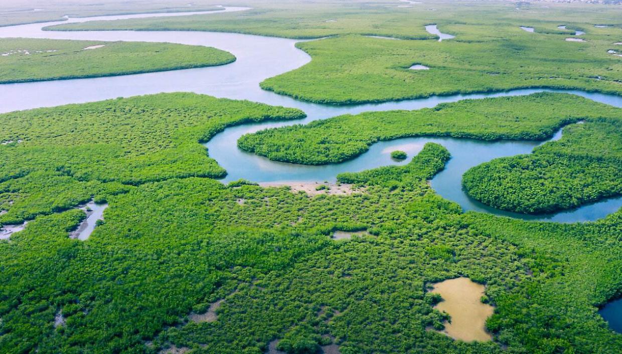 La distruzione delle foreste: ecco perché il salvataggio può partire da noi (e dalla nostra spesa)