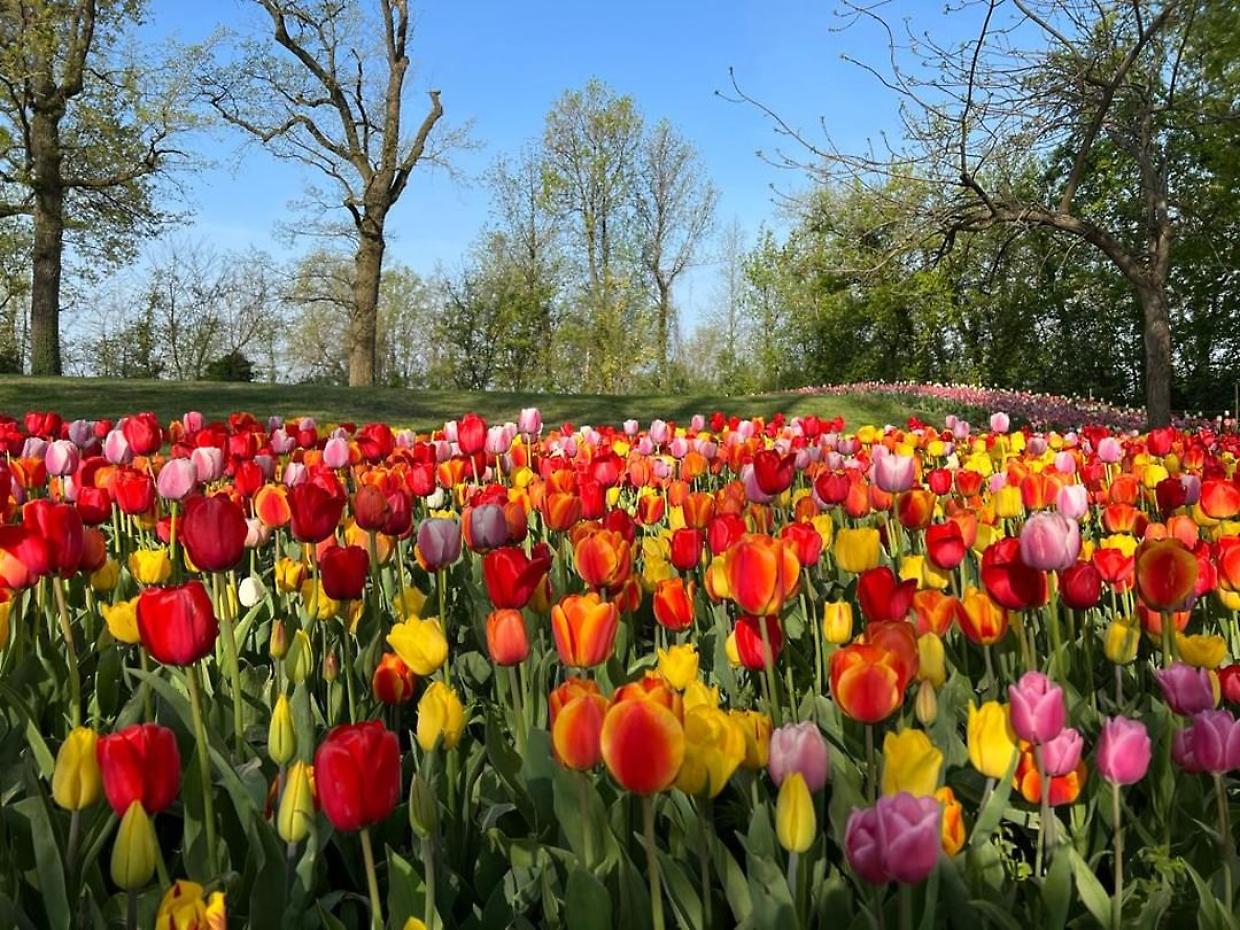I tulipani di Messer Tulipano (Fonte Instagram)
