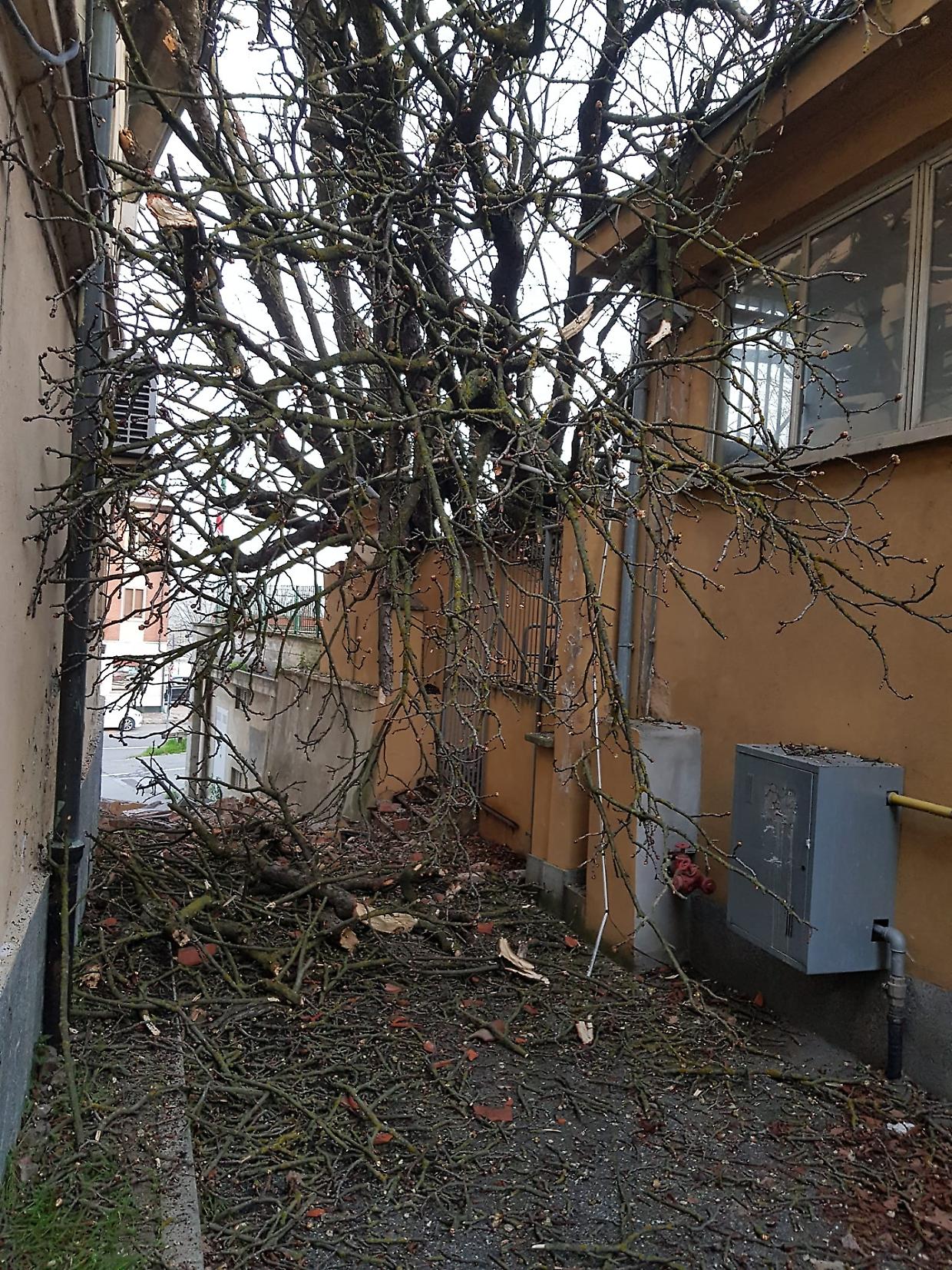 L'albero crollato nelle prime ore del mattino