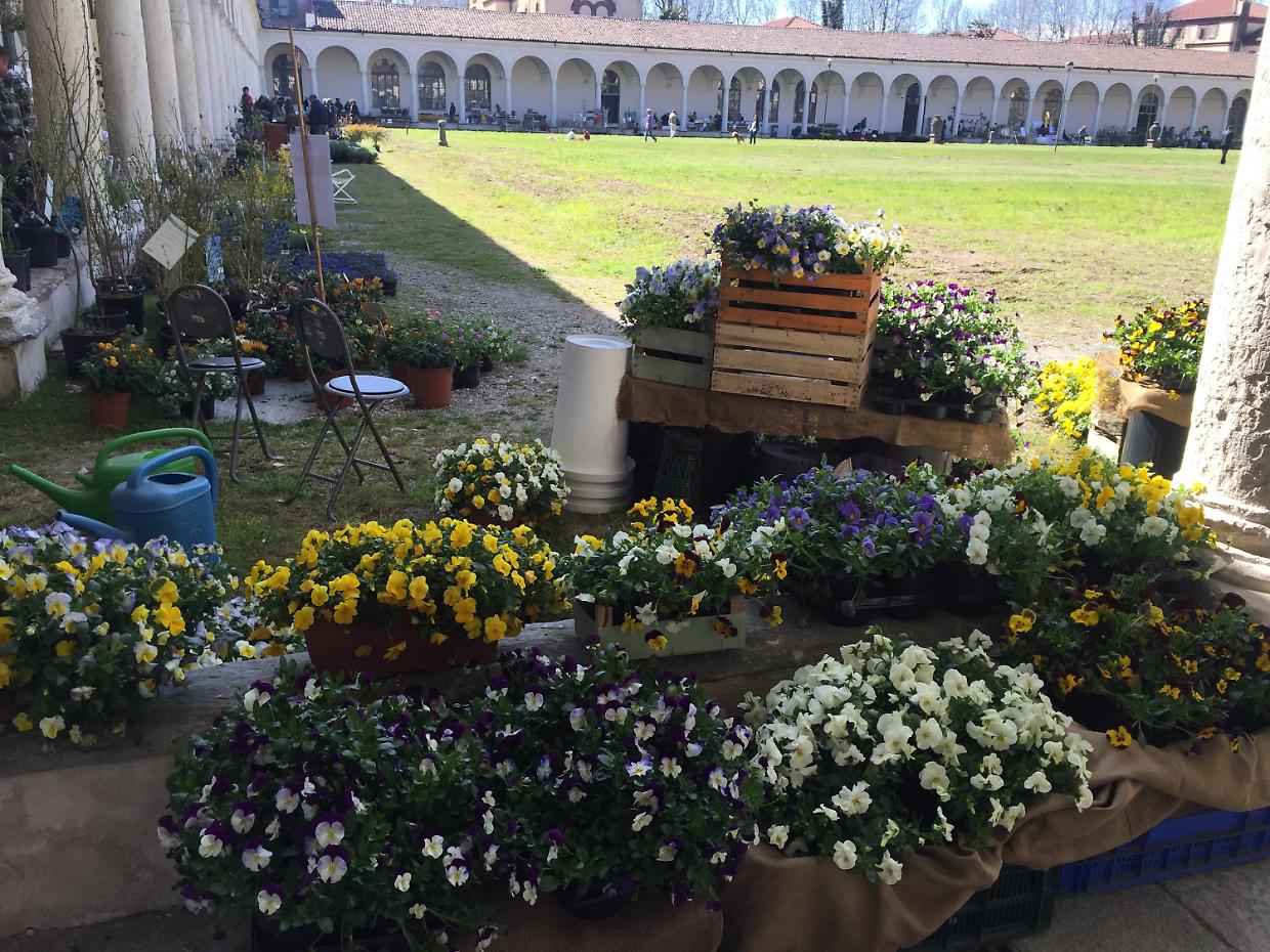 Follia in Fiore