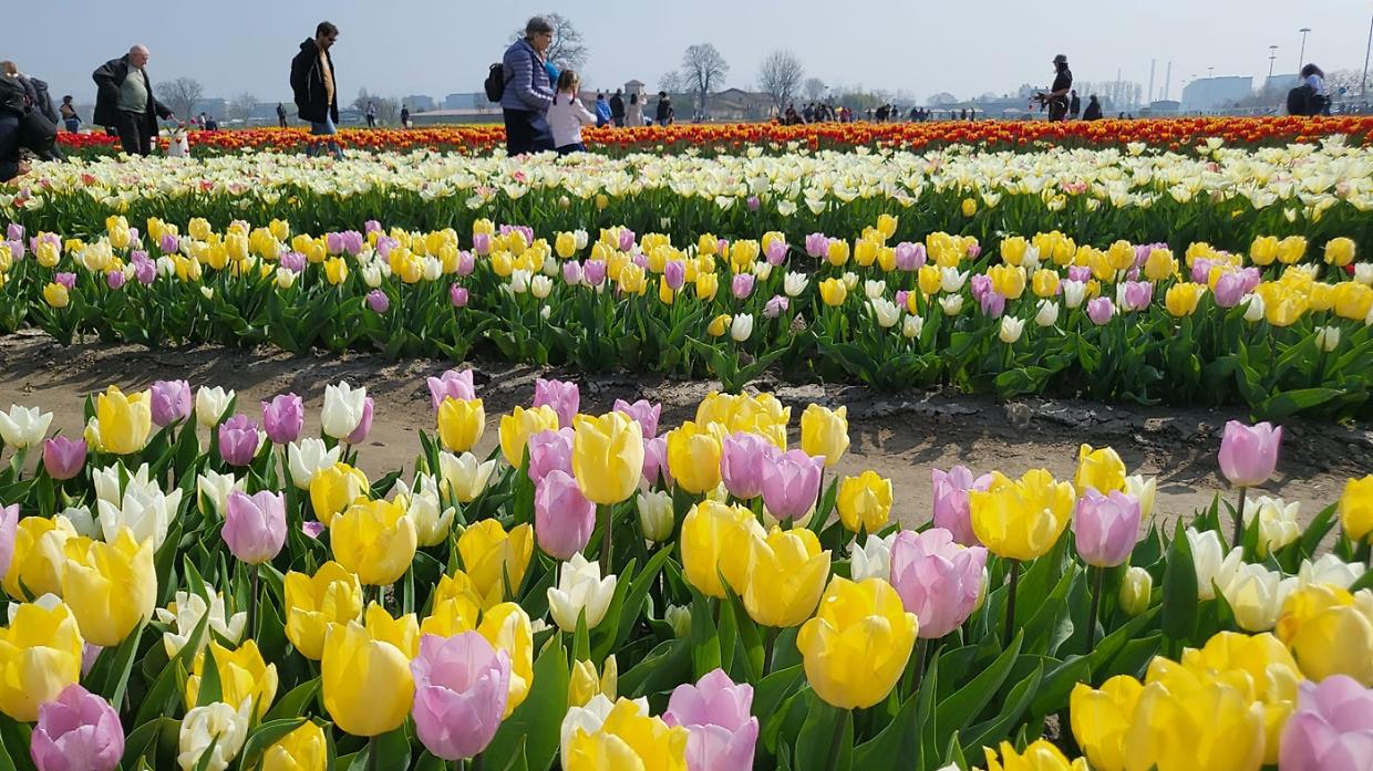 Fioritura dei tulipani in Piemonte: ecco quando e dove vederli davvero